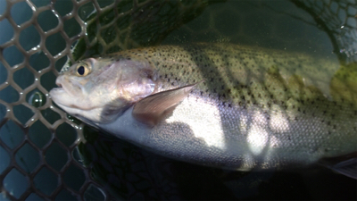 エリアトラウト