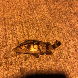 朝まずめのロックフィッシュ