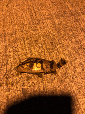 朝まずめのロックフィッシュ