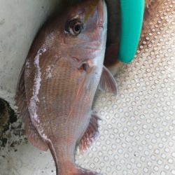 鯛サビキ  明石〜淡路島周辺