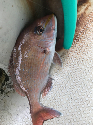鯛サビキ  明石〜淡路島周辺