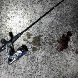 ロックフィッシュ