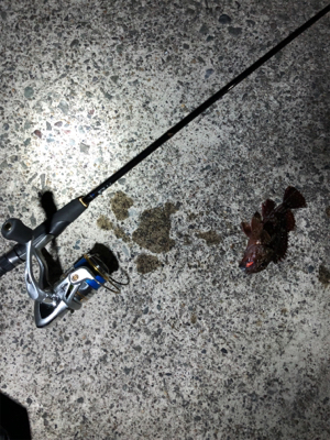 ロックフィッシュ