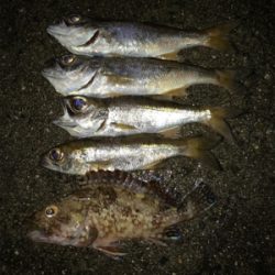 ムシングでまさかの‥