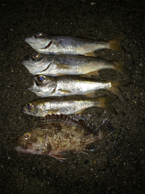 ムシングでまさかの‥