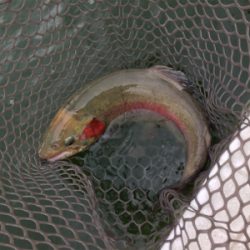 エリアトラウト