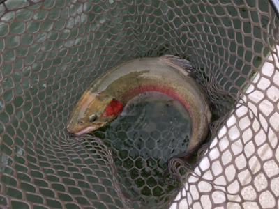 エリアトラウト