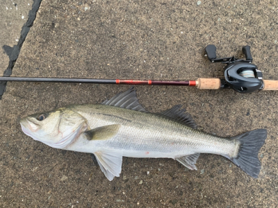 御利益フィーーーッシュ♫