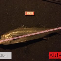 ランカーまで後少し！！