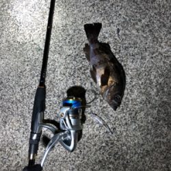 プラグで釣れた