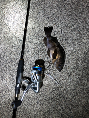 プラグで釣れた