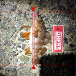 メバルとガシラ