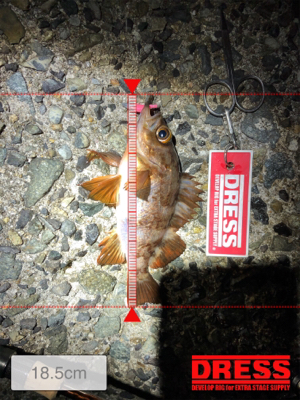 メバルとガシラ