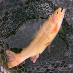 エリアトラウト