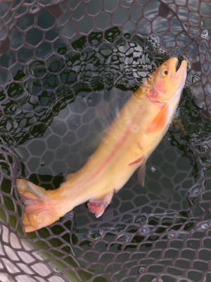 エリアトラウト