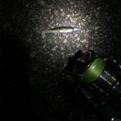 ちゃんとしたシーバス＼(^o^)／