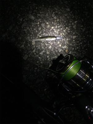 ちゃんとしたシーバス＼(^o^)／