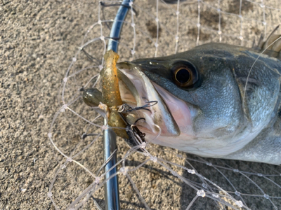 大潮３日目活性高し！？