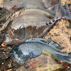 五島 沖磯 フカセ釣り