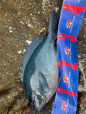 五島 沖磯 フカセ釣り