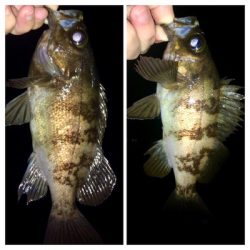 メバリング1825〜1915