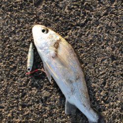 初シロクチ！連敗ストップ！