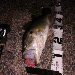 今年の初バスは52センチでスタート