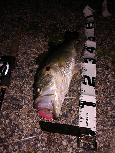 今年の初バスは52センチでスタート