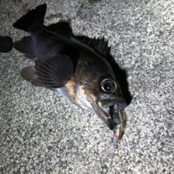 ナイトメバリング