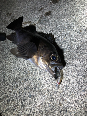 ナイトメバリング