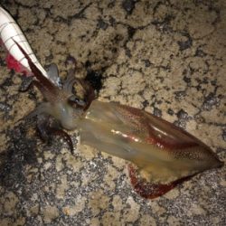 ヤリイカ釣り