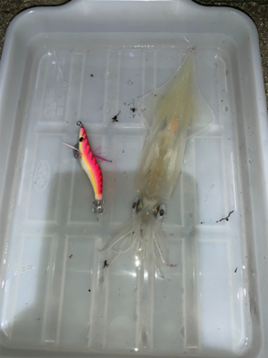 ヤリイカ釣果！