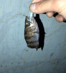 港奥メバリング