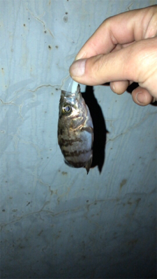 港奥メバリング