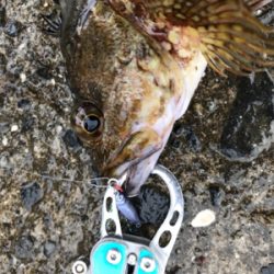 メバリングin御所浦