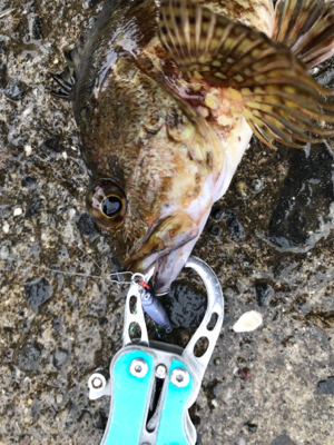 メバリングin御所浦