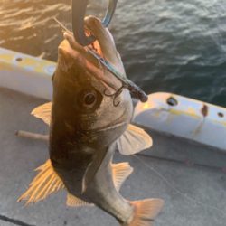 献上！抜き上げシーバス♫