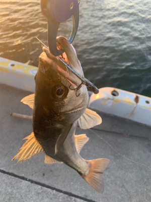 献上！抜き上げシーバス♫