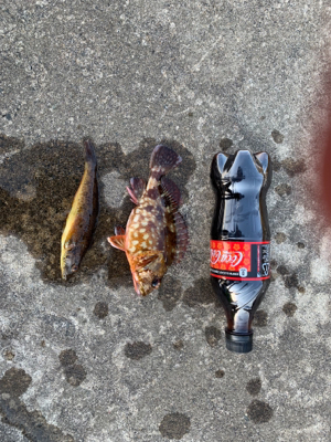 カレイを狙ったが釣れず、カサゴ狙い