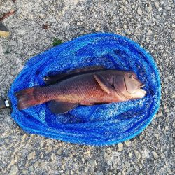 コブダイチャレンジ