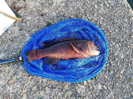 コブダイチャレンジ