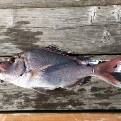 つりぴぃぽぉ釣果