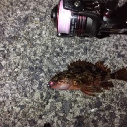 メバリングのはずが