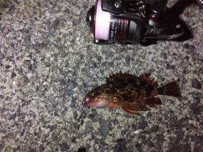 メバリングのはずが