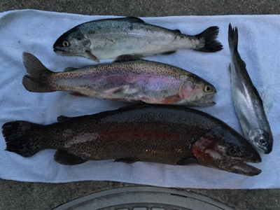 フィッシャーリゾートしょうばら