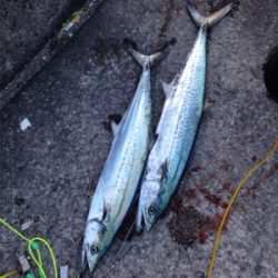 鳥山、ナブラ発生で‼︎