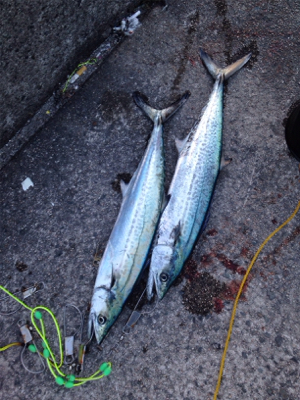鳥山、ナブラ発生で‼︎