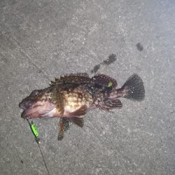 アジングのはずが