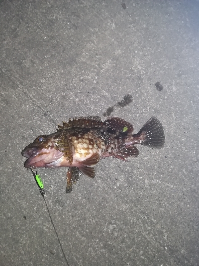 アジングのはずが