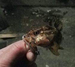 2019年3月9日釣行in船越漁港&姪浜漁港